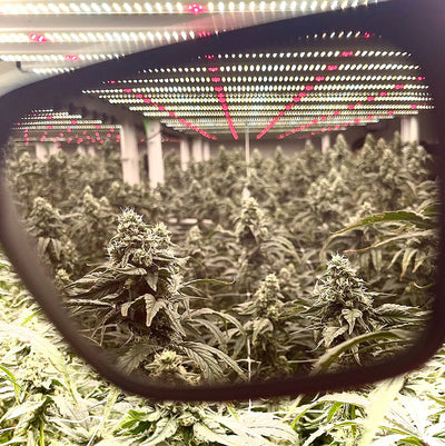 GROWING EXPOSED EVOLUTION FX2 EMERALD TORTOISE