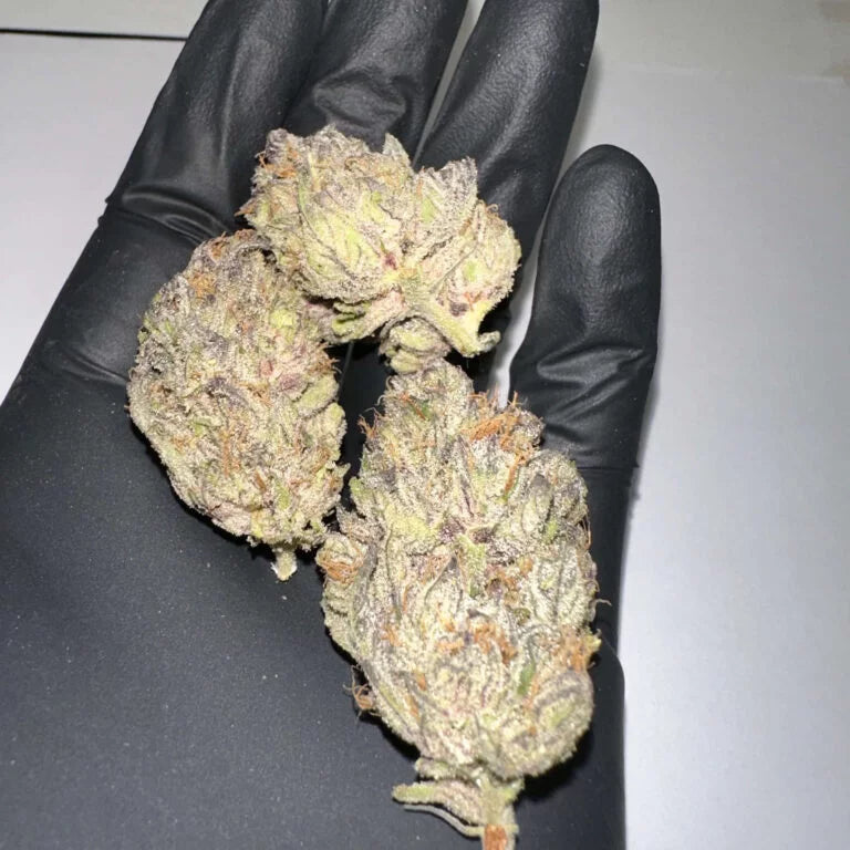 Vega's Greasy Grapes S2 Feminized Photoperiod Seeds