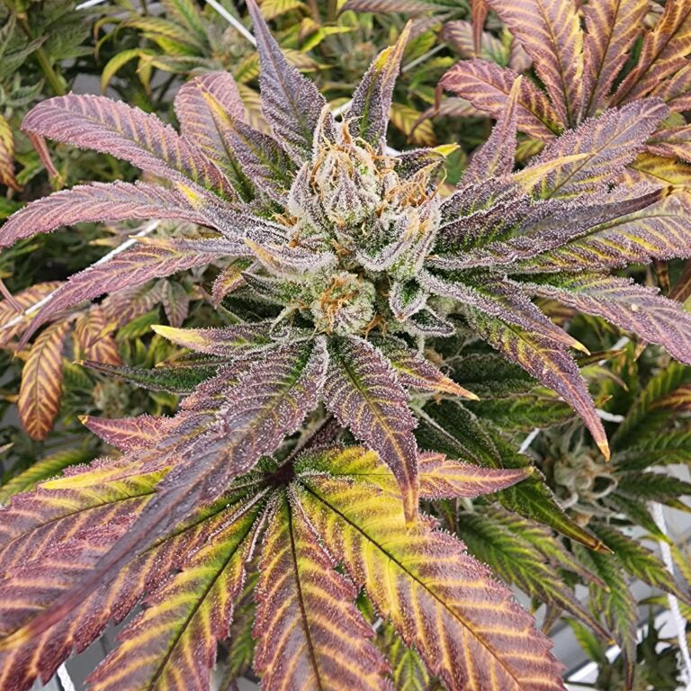 Vega's Greasy Grapes S2 Feminized Photoperiod Seeds