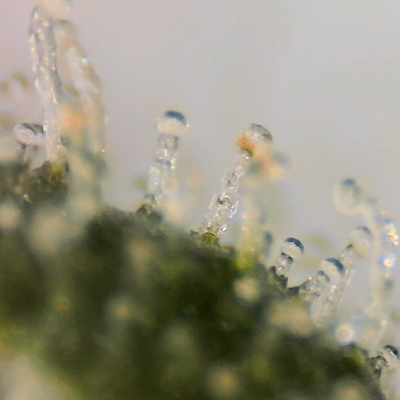 Vega's Greasy Grapes S2 Feminized Photoperiod Seeds