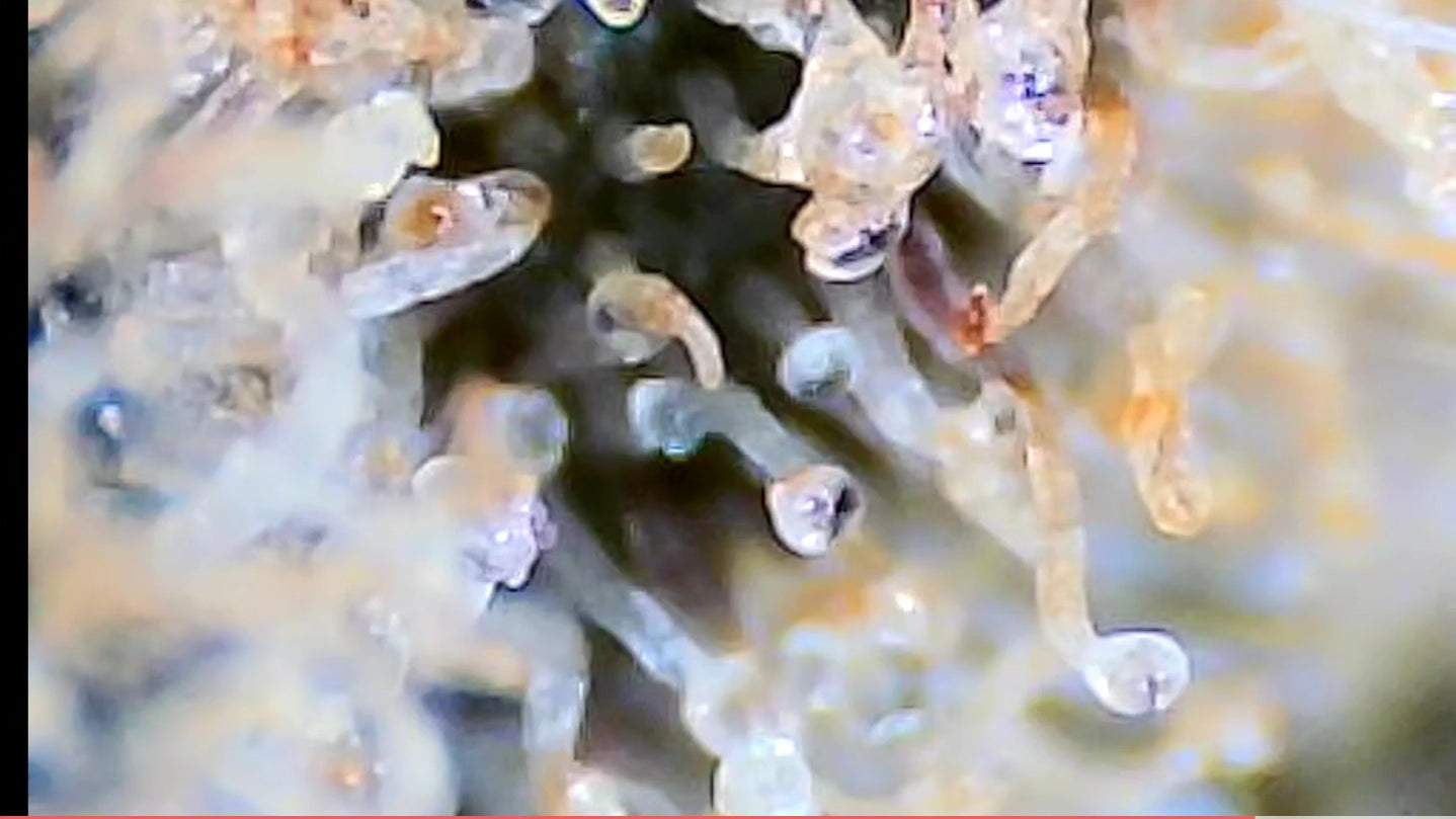 Exotic Level Seed Subscription