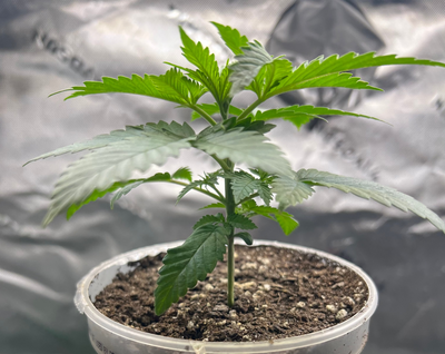 Dank-o-Bah Kush Regular (Semi)Autoflower Seeds