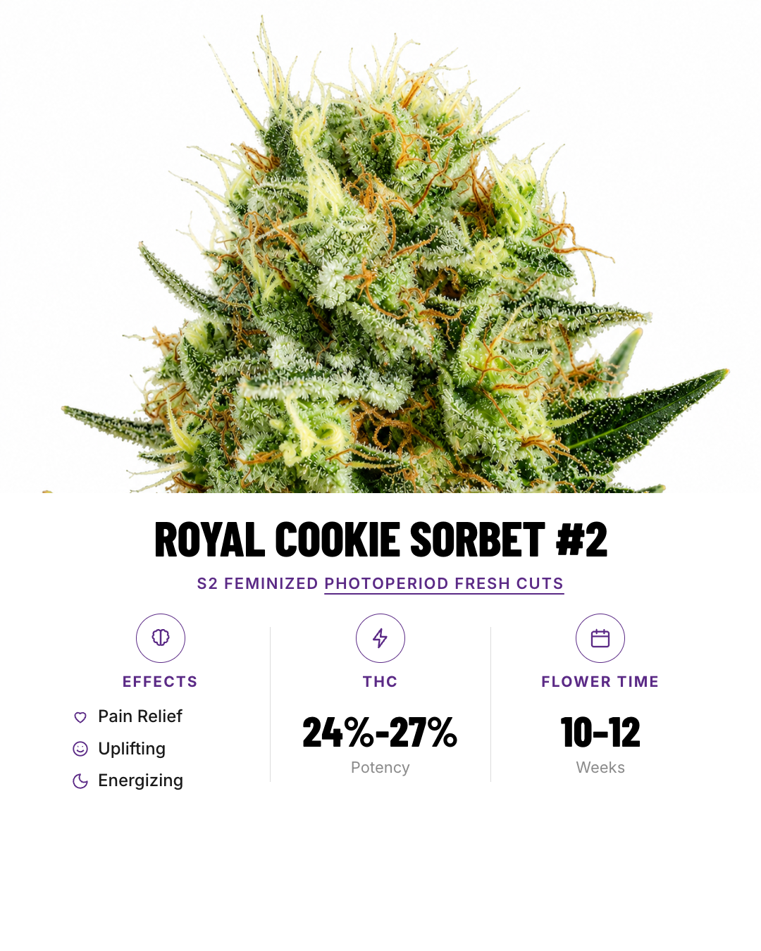 Royal Cookie Sorbet #2 Feminized Photoperiod Fresh Cuts