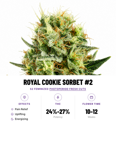 Royal Cookie Sorbet #2 Feminized Photoperiod Fresh Cuts