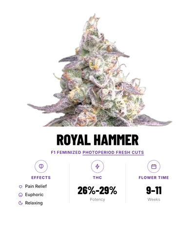 Royal Hammer F1 Feminized Photoperiod Fresh Cuts