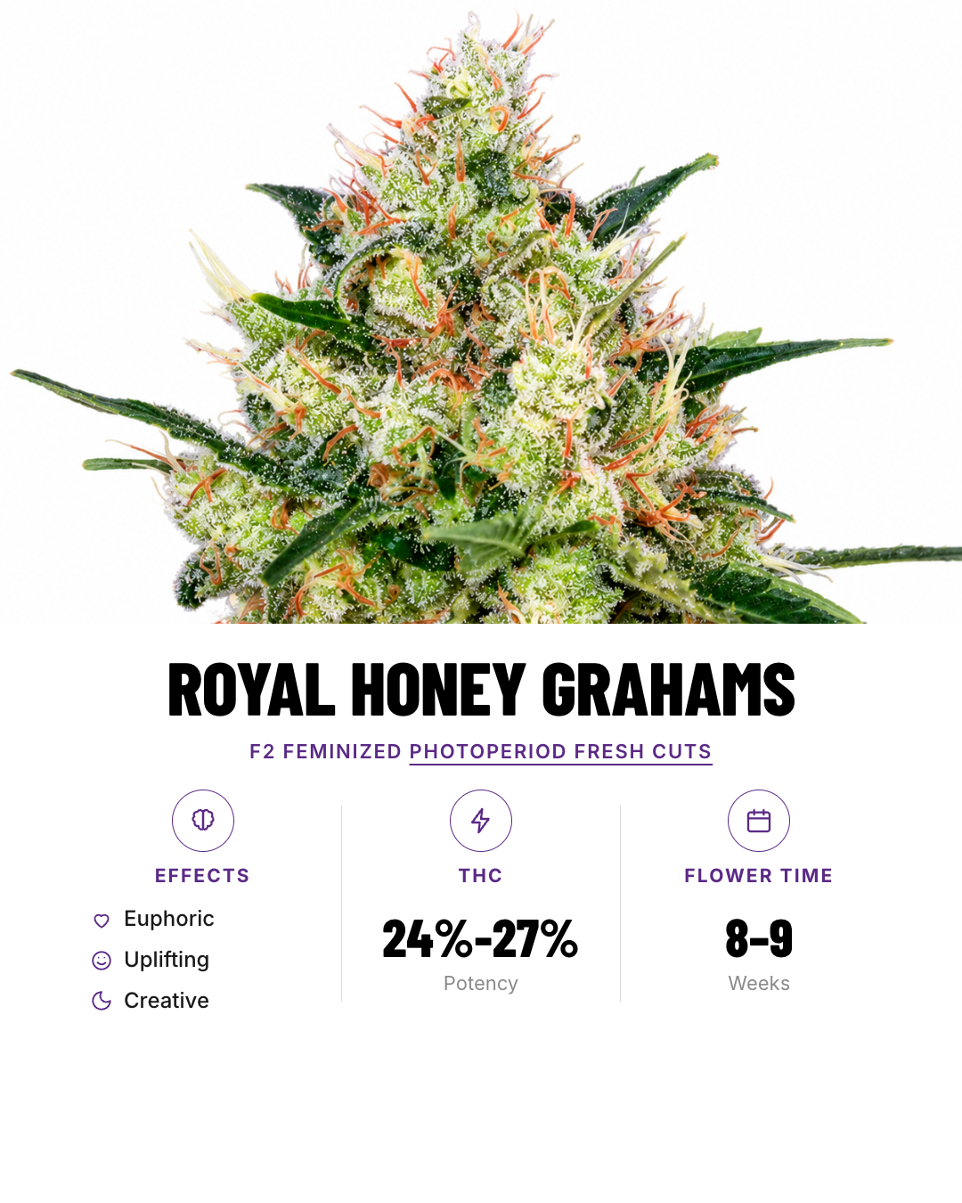 Royal Honey Grahams Feminized Photoperiod Fresh Cuts