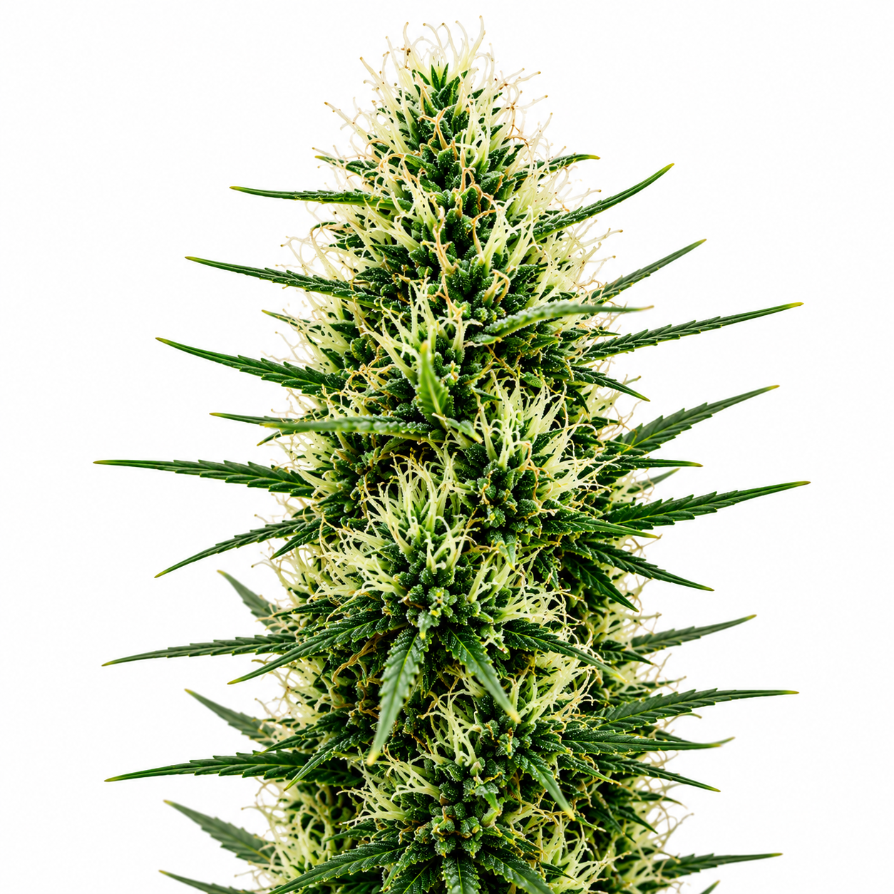 Scrounger Regular (Dominant)Autoflower Seeds