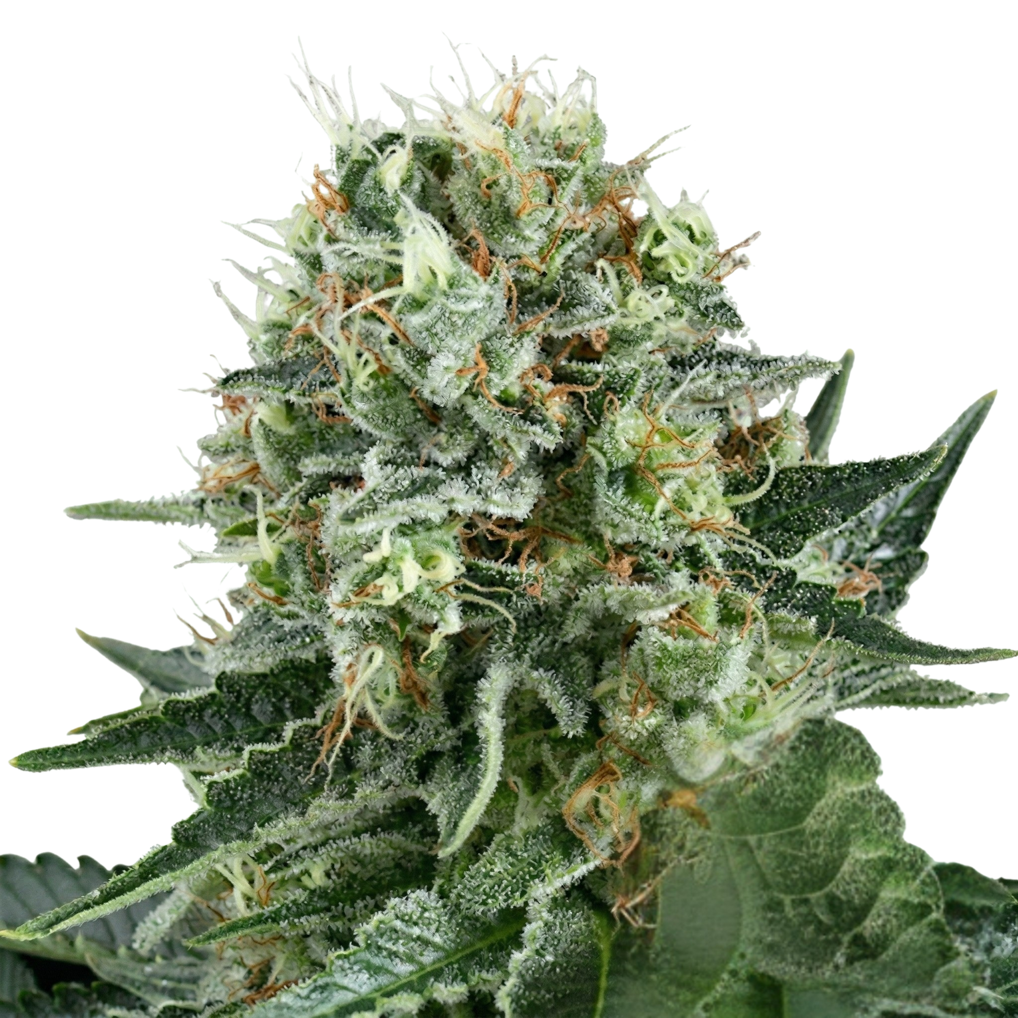 Royal Cookie Sorbet #2 S2 Feminized Photoperiod Seeds