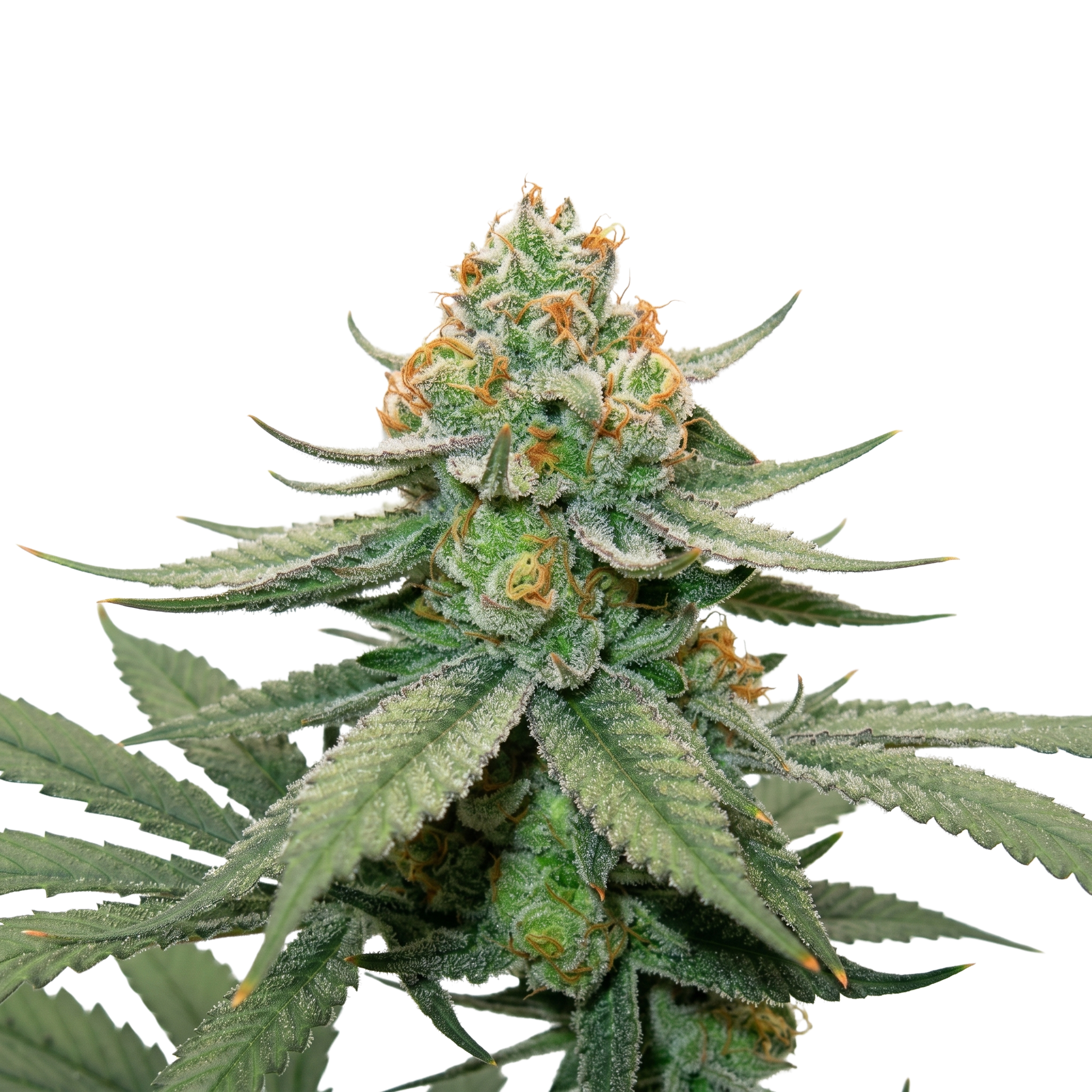 BAG O' Hammers F1 Feminized Photoperiod Seeds
