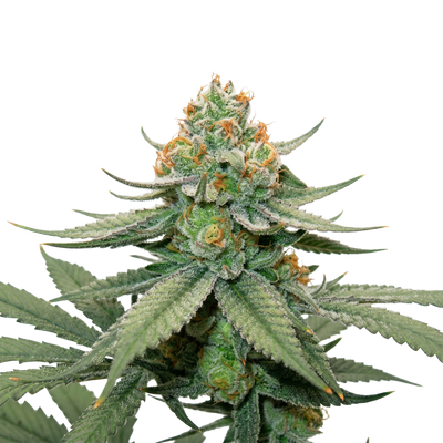 BAG O' Hammers F1 Feminized Photoperiod Seeds