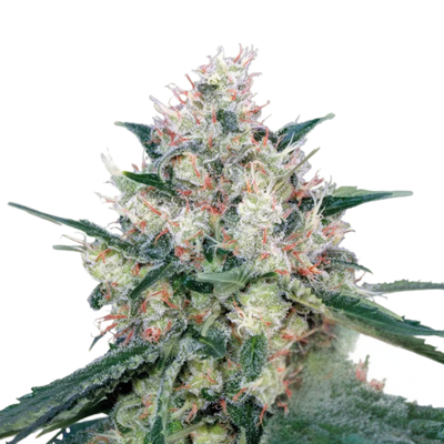 Royal Honey Grahams Feminized Photoperiod Seeds