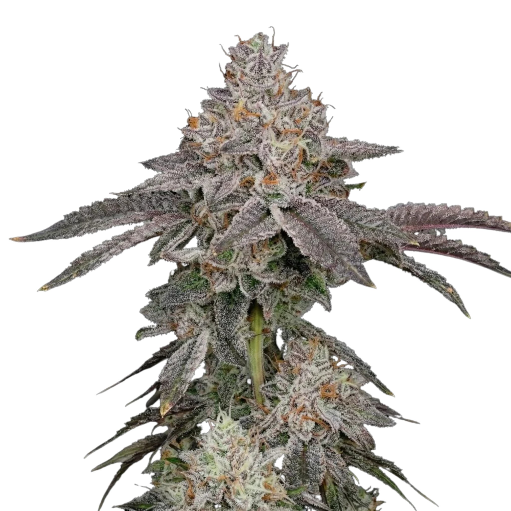Aurora Merlot Feminized Photoperiod Fresh Cuts
