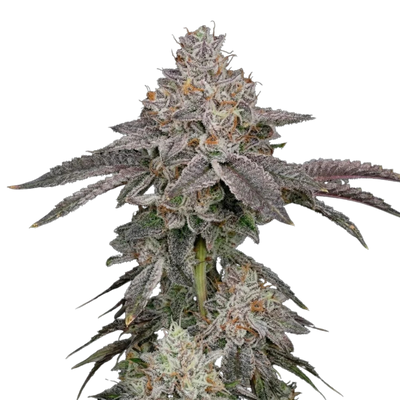 Aurora Merlot Feminized Photoperiod Fresh Cuts