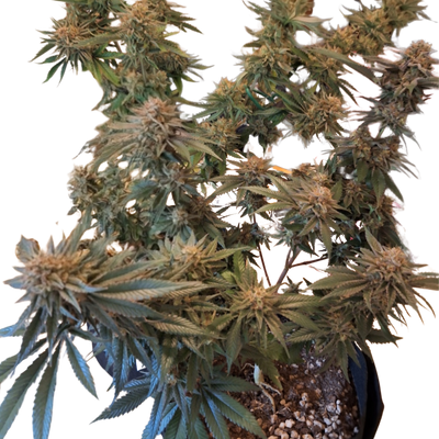 Aurora Merlot Feminized Photoperiod Seeds