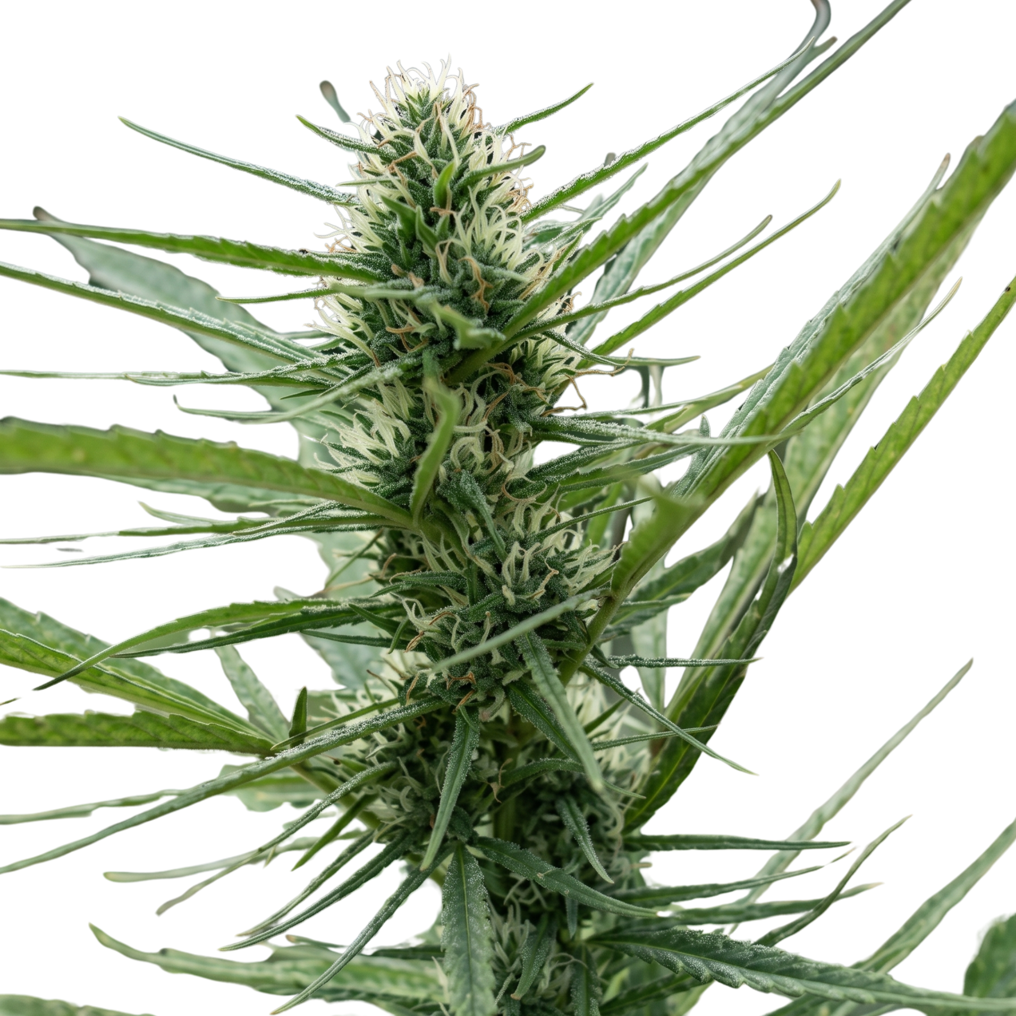 Scrounger Regular (Dominant)Autoflower Seeds