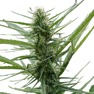 Scrounger Regular (Dominant)Autoflower Seeds
