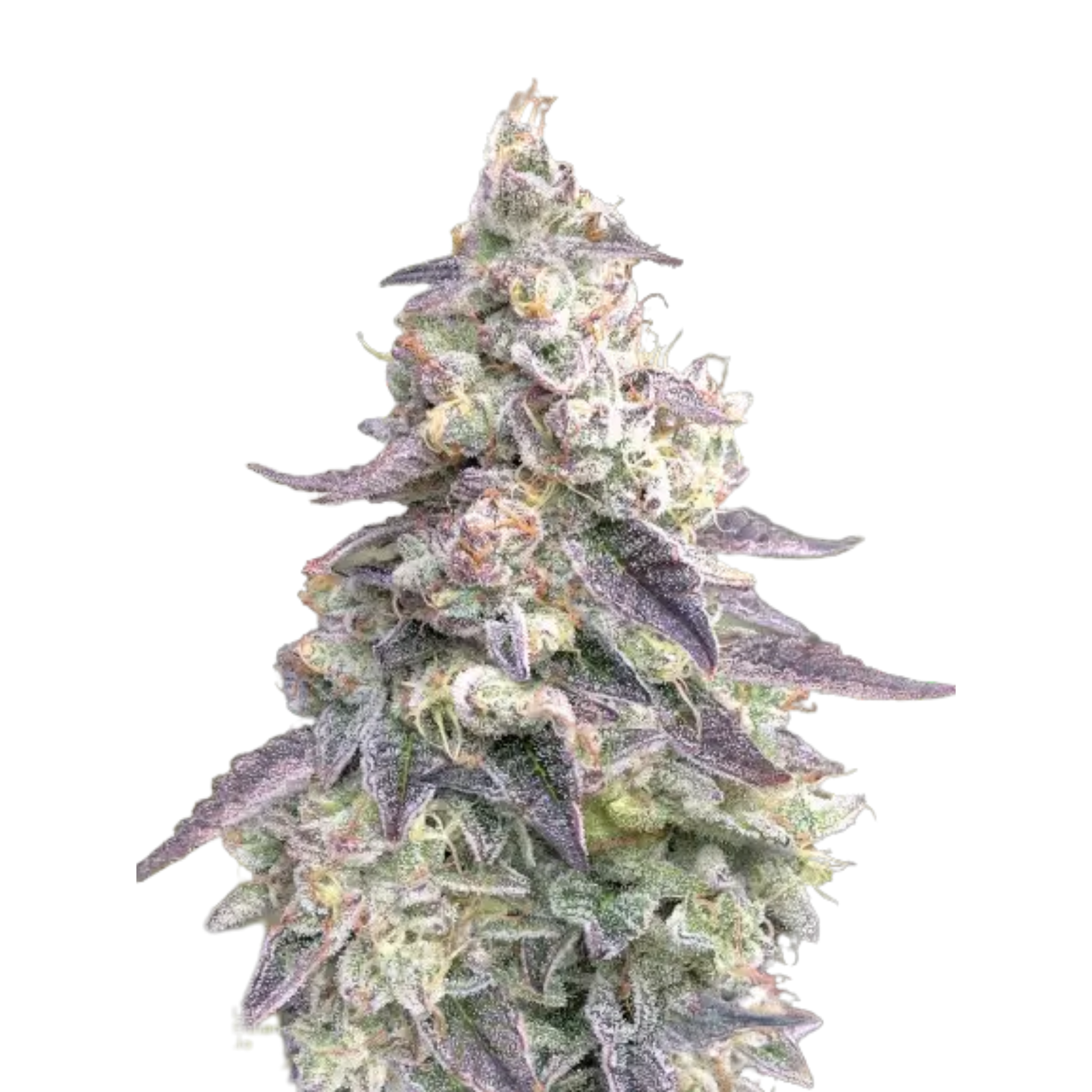 Royal Hammer F1 Feminized Photoperiod Fresh Cuts