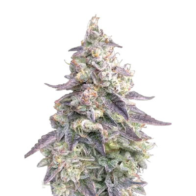 Royal Hammer F1 Feminized Photoperiod Seeds