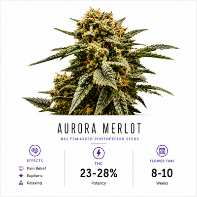 Aurora Merlot Feminized Photoperiod Seeds