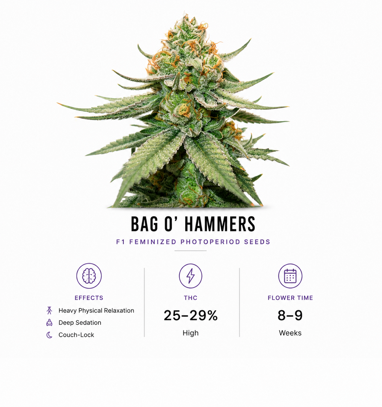 BAG O' Hammers Feminized Photoperiod Fresh Cuts