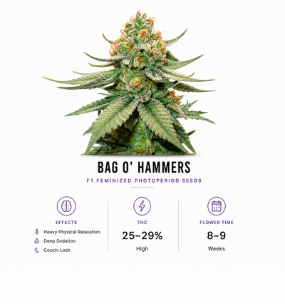 BAG O' Hammers Feminized Photoperiod Fresh Cuts