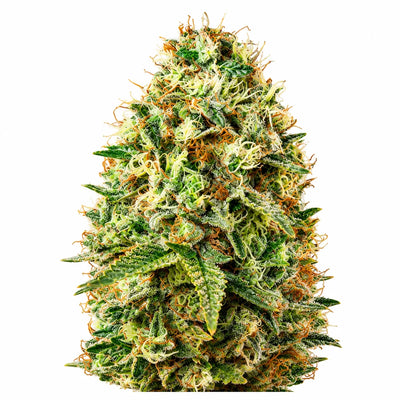 Grow Starter Bundle