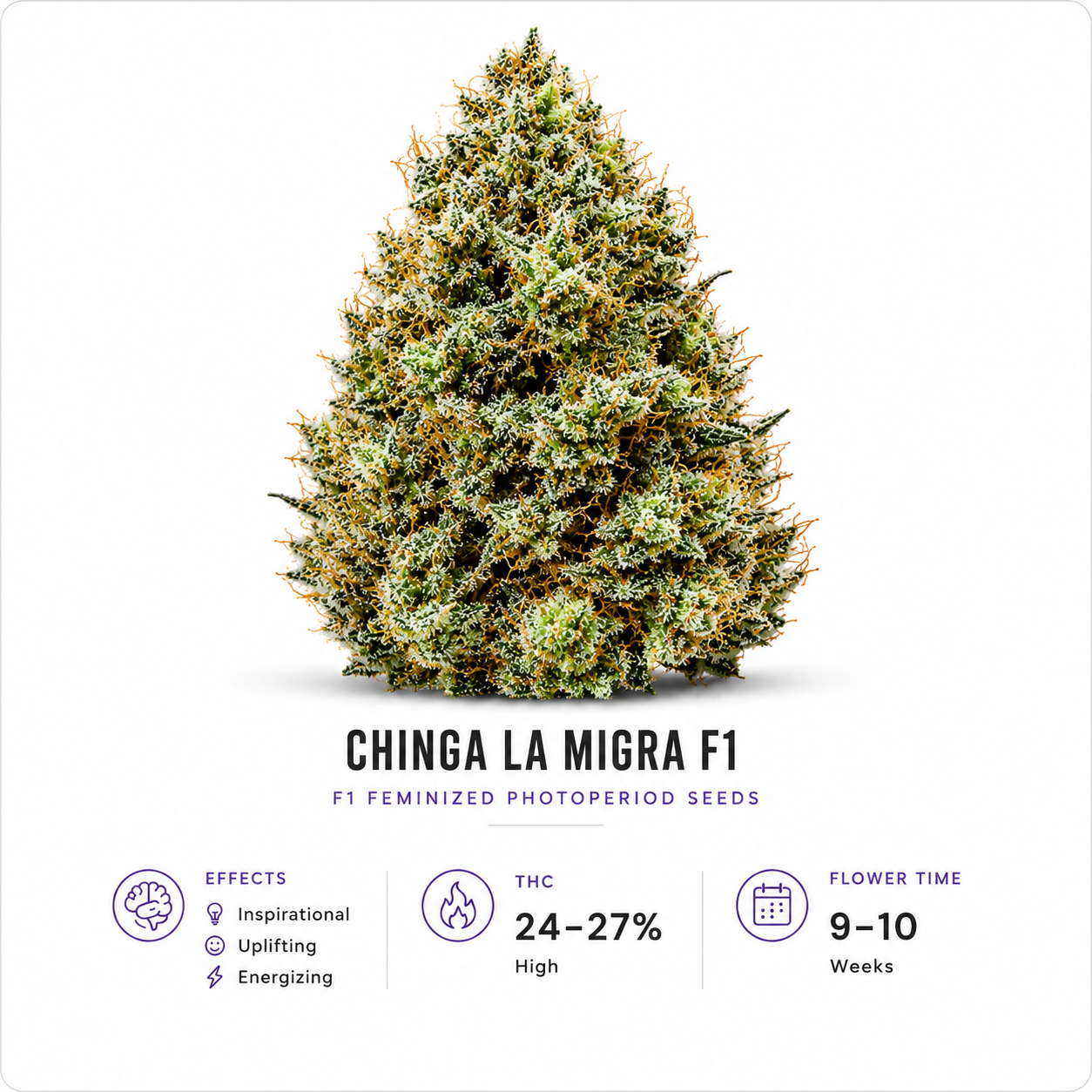 Chinga La Migra F1 Feminized Photoperiod Seeds