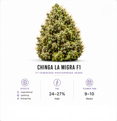 Chinga La Migra F1 Feminized Photoperiod Seeds