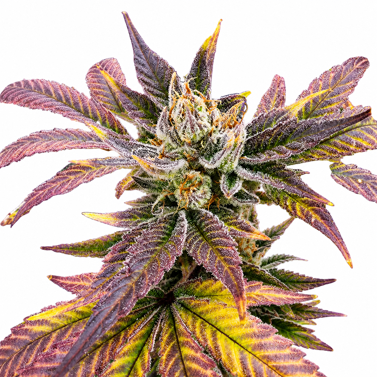 Vega's Greasy Grapes S2 Feminized Photoperiod Seeds