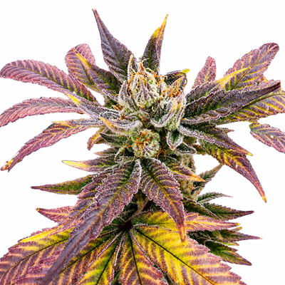 Vega's Greasy Grapes S2 Feminized Photoperiod Seeds