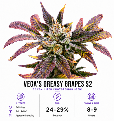 Vega's Greasy Grapes S2 Feminized Photoperiod Seeds