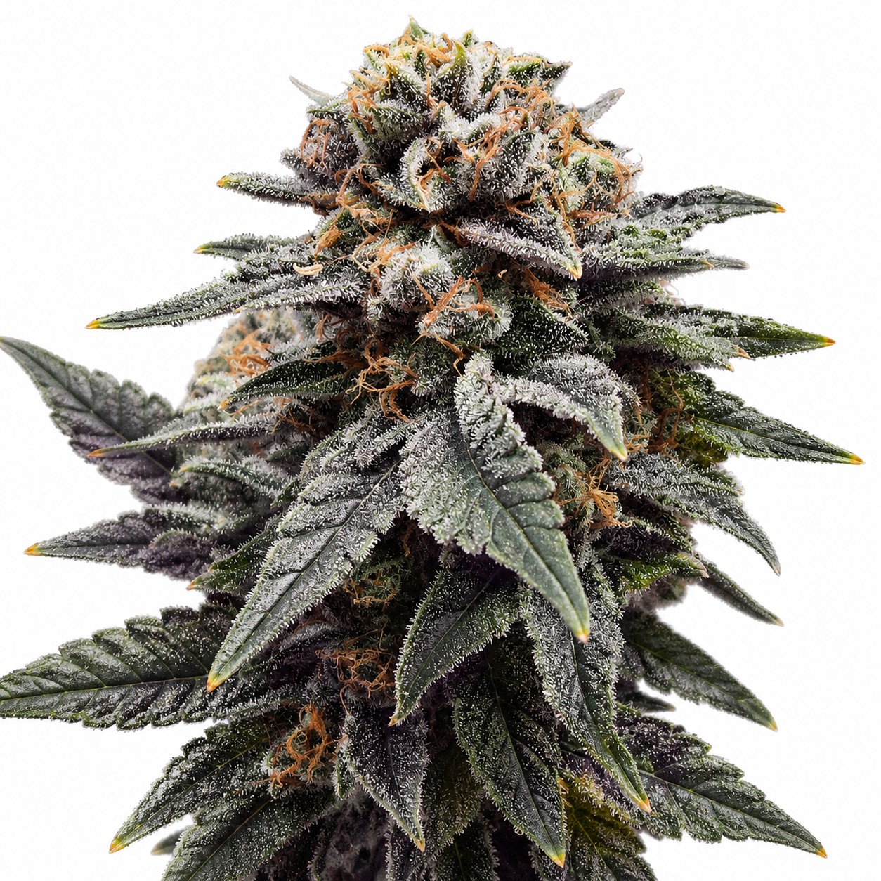 Platinum Merlot Feminized Photoperiod Seeds