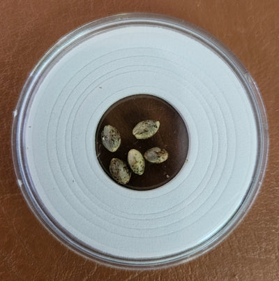 Platinum Merlot Feminized Photoperiod Seeds