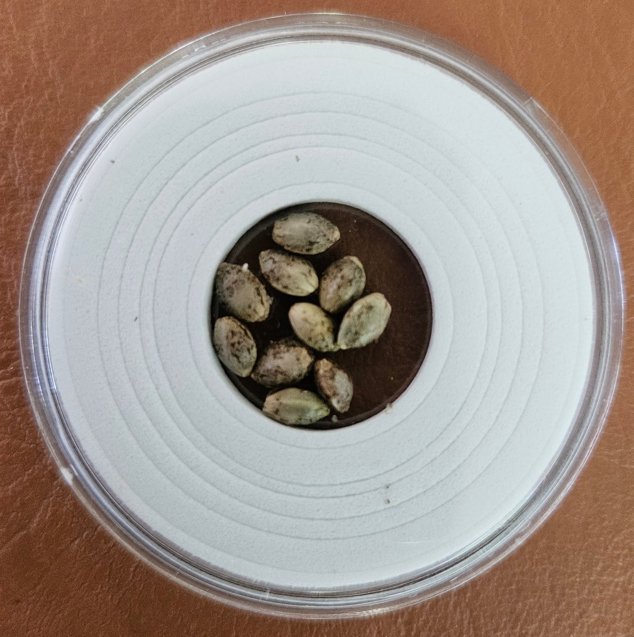 Vega's Greasy Grapes S2 Feminized Photoperiod Seeds