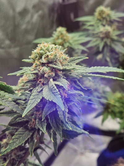Platinum Merlot Feminized Photoperiod Seeds