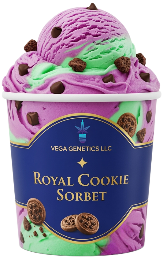 *Pre-Sale* Royal Cookie Sorbet Feminized Photoperiod Seeds
