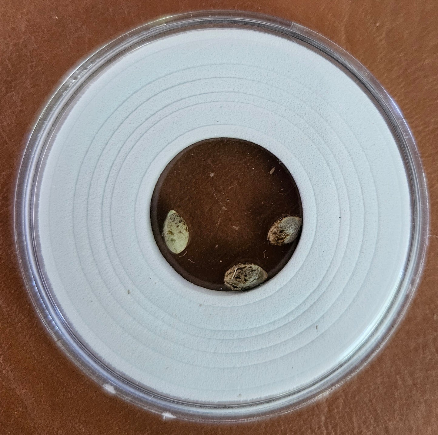 Aurora Merlot Feminized Photoperiod Seeds