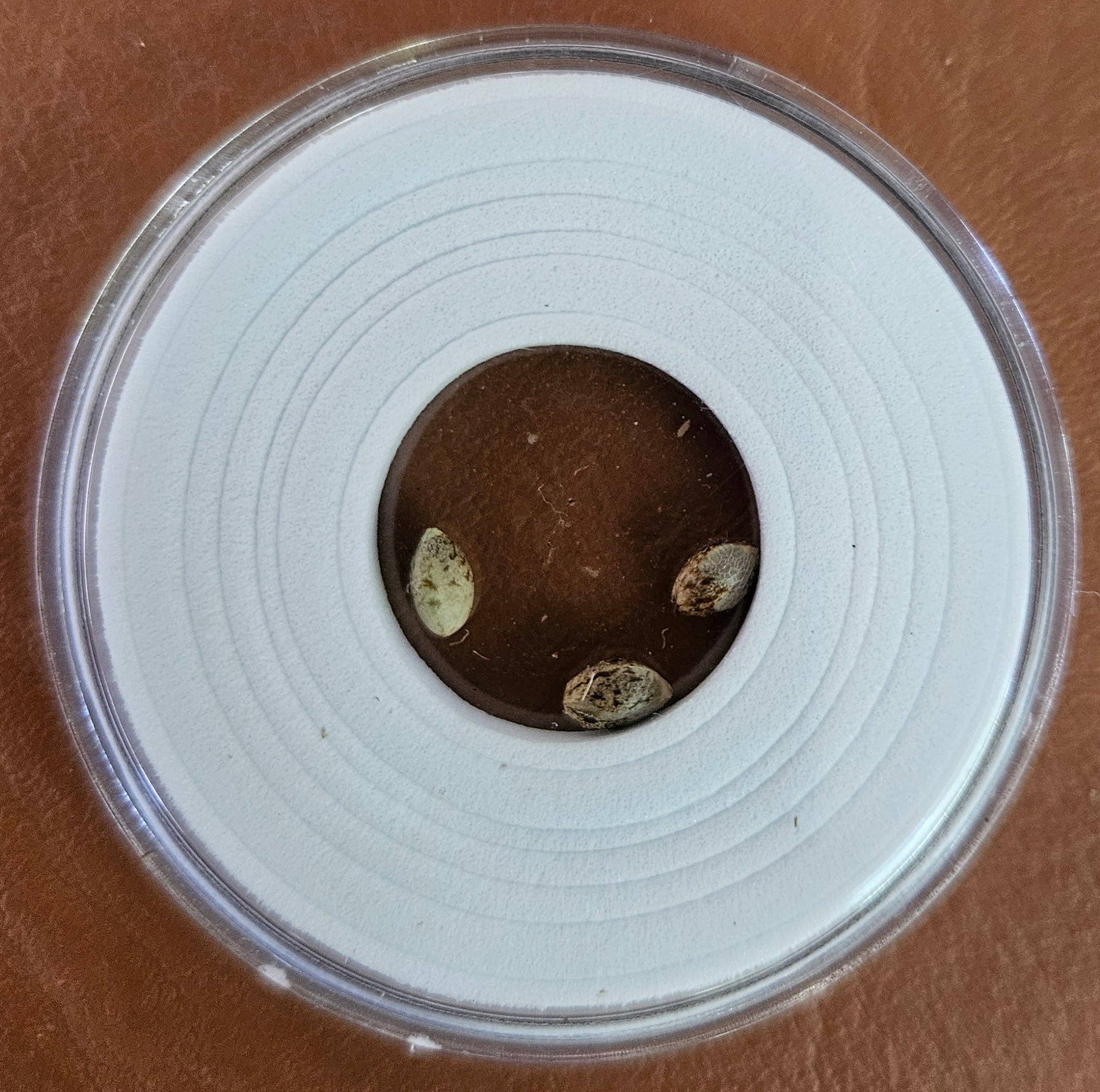 Vega's Greasy Grapes S2 Feminized Photoperiod Seeds