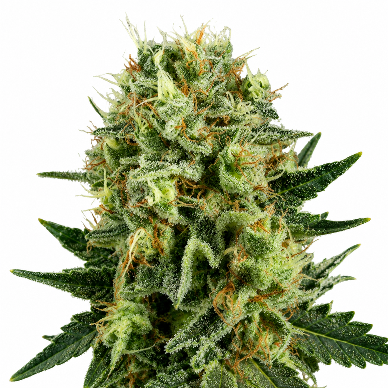 Royal Cookie Sorbet Feminized Photoperiod Seeds