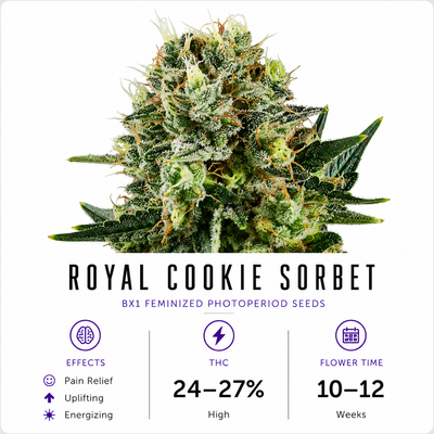 Royal Cookie Sorbet Feminized Photoperiod Seeds