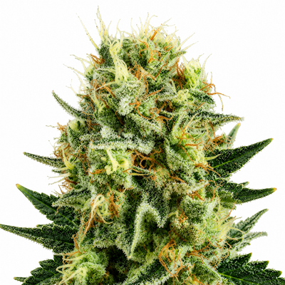 Royal Cookie Sorbet #2 S2 Feminized Photoperiod Seeds