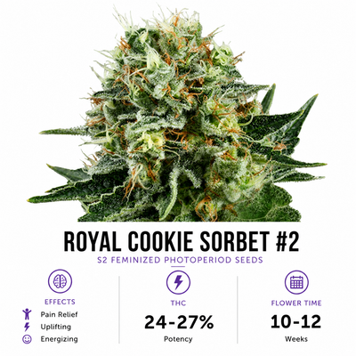 Royal Cookie Sorbet #2 S2 Feminized Photoperiod Seeds