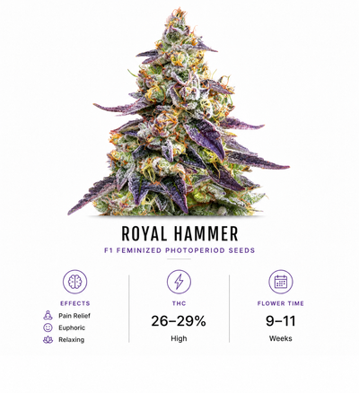 Royal Hammer F1 Feminized Photoperiod Seeds