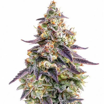 Royal Hammer F1 Feminized Photoperiod Seeds