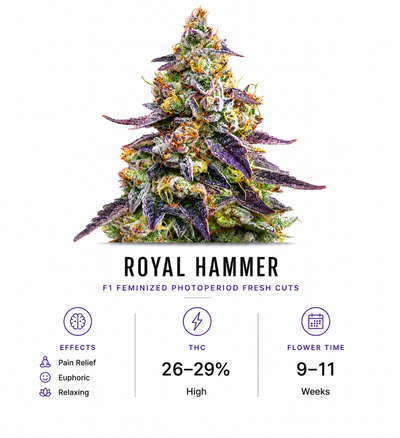 Royal Hammer F1 Feminized Photoperiod Fresh Cuts