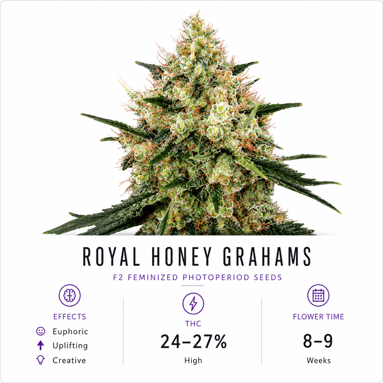 Royal Honey Grahams Feminized Photoperiod Seeds