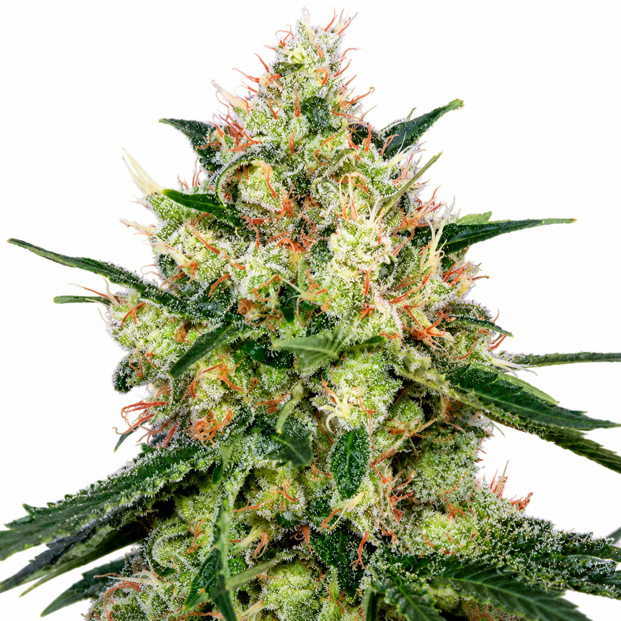 Royal Honey Grahams Feminized Photoperiod Seeds