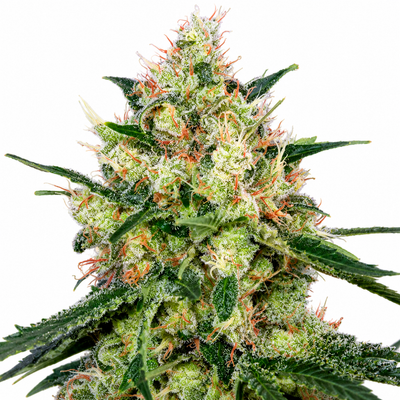 Royal Honey Grahams Feminized Photoperiod Seeds