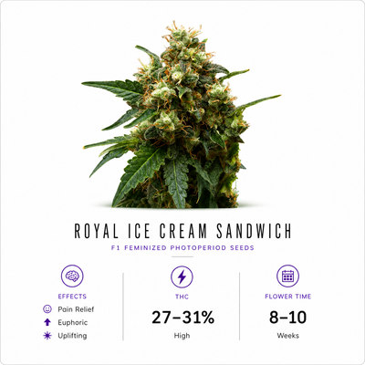 Royal Ice Cream Sandwich Feminized Photoperiod Fresh Cuts