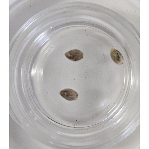 Royal Honey Grahams Feminized Photoperiod Seeds